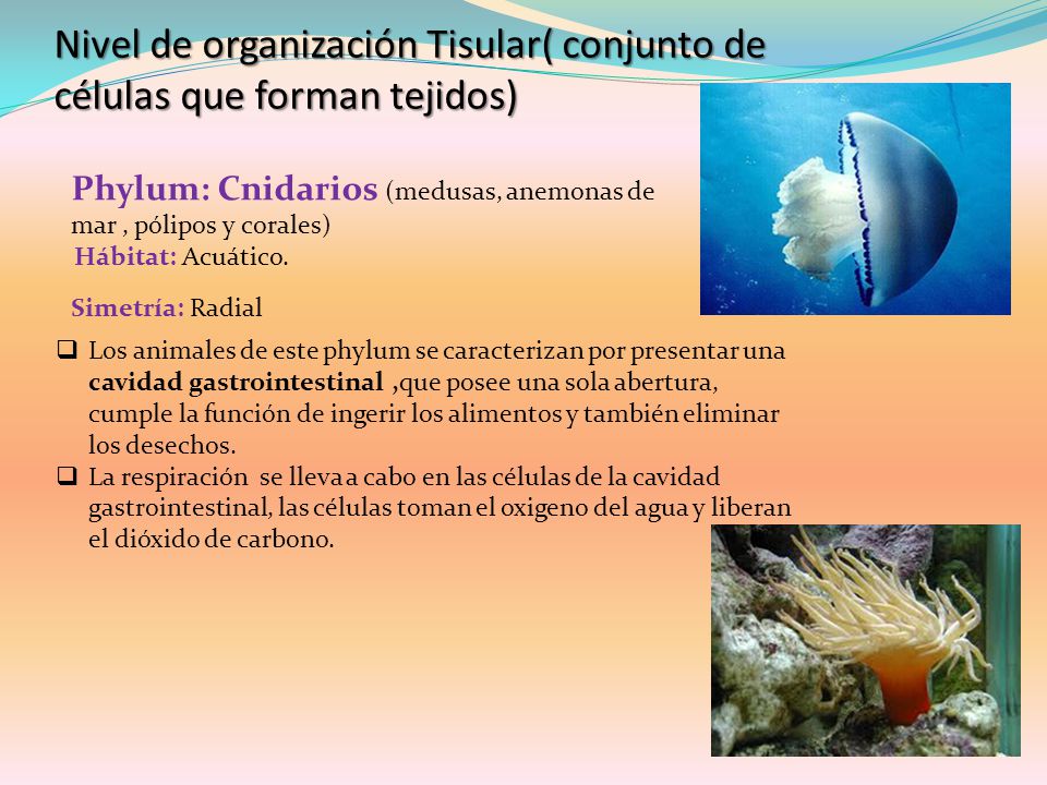 Nivel de organización Tisular( conjunto de células que forman tejidos)