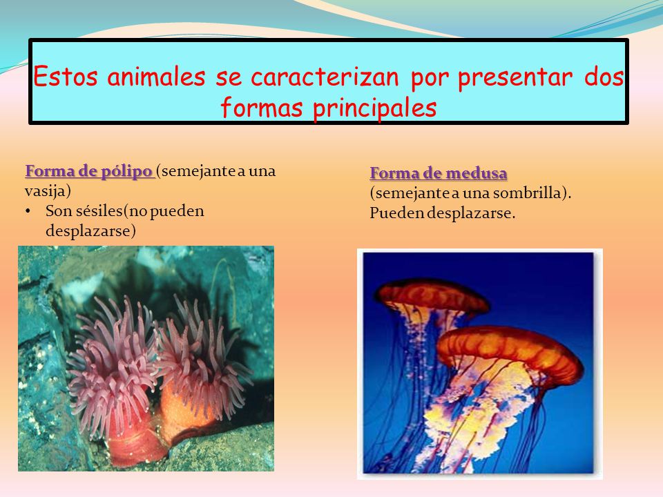 Estos animales se caracterizan por presentar dos formas principales