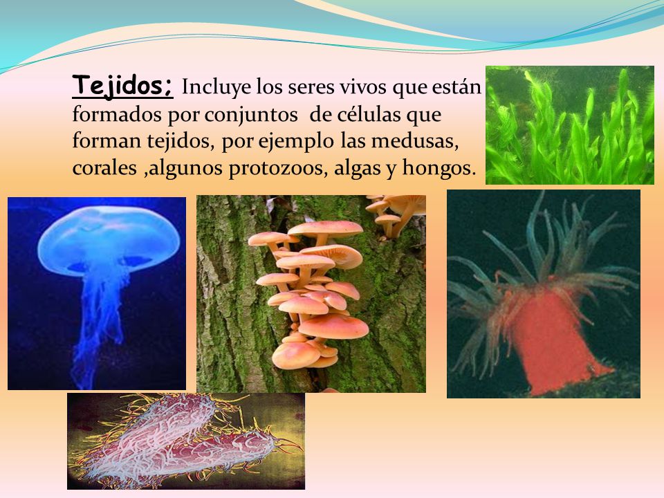 Tejidos; Incluye los seres vivos que están formados por conjuntos de células que forman tejidos, por ejemplo las medusas, corales ,algunos protozoos, algas y hongos.
