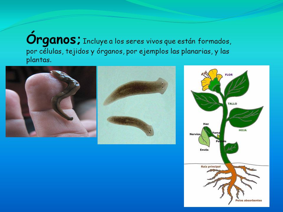 Órganos; Incluye a los seres vivos que están formados, por células, tejidos y órganos, por ejemplos las planarias, y las plantas.