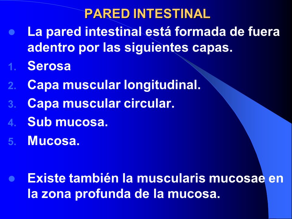 PARED INTESTINAL La pared intestinal está formada de fuera adentro por las siguientes capas. Serosa.