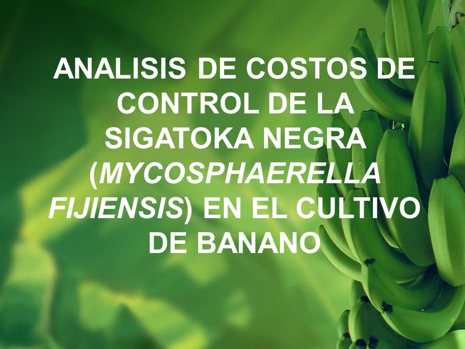 ANALISIS DE COSTOS DE CONTROL DE LA SIGATOKA NEGRA (MYCOSPHAERELLA FIJIENSIS) EN EL CULTIVO DE BANANO