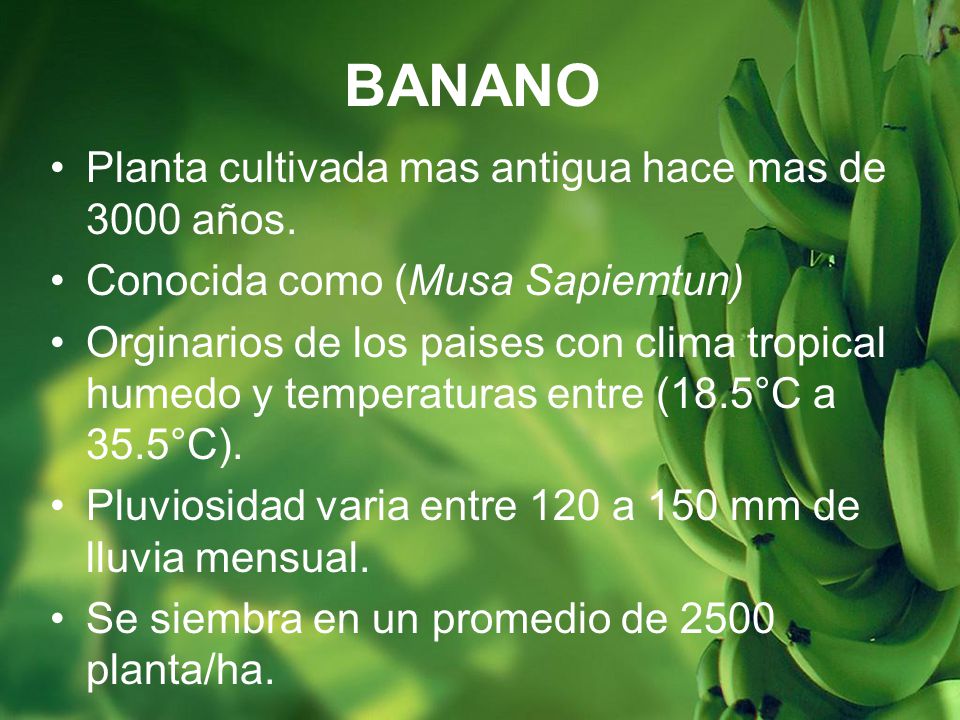 BANANO Planta cultivada mas antigua hace mas de 3000 años.