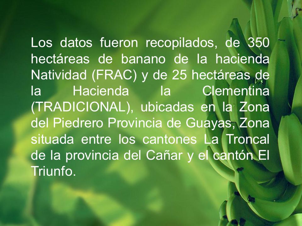 Los datos fueron recopilados, de 350 hectáreas de banano de la hacienda Natividad (FRAC) y de 25 hectáreas de la Hacienda la Clementina (TRADICIONAL), ubicadas en la Zona del Piedrero Provincia de Guayas, Zona situada entre los cantones La Troncal de la provincia del Cañar y el cantón El Triunfo.