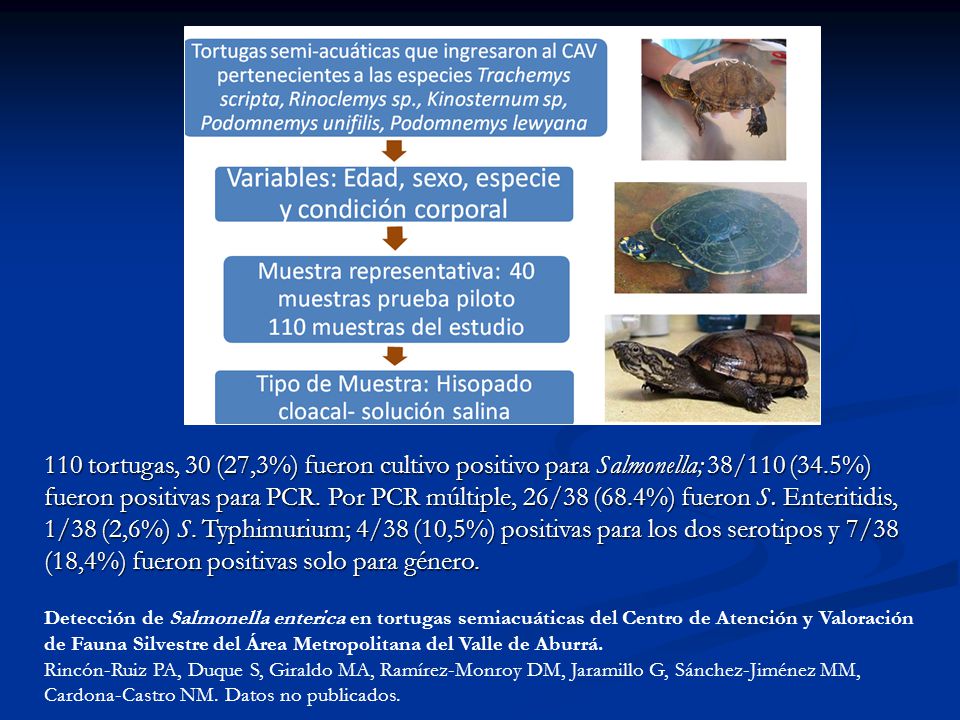 110 tortugas, 30 (27,3%) fueron cultivo positivo para Salmonella; 38/110 (34.5%) fueron positivas para PCR. Por PCR múltiple, 26/38 (68.4%) fueron S. Enteritidis, 1/38 (2,6%) S. Typhimurium; 4/38 (10,5%) positivas para los dos serotipos y 7/38 (18,4%) fueron positivas solo para género.