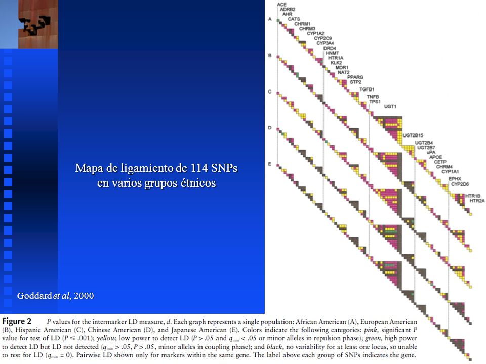 Mapa de ligamiento de 114 SNPs en varios grupos étnicos