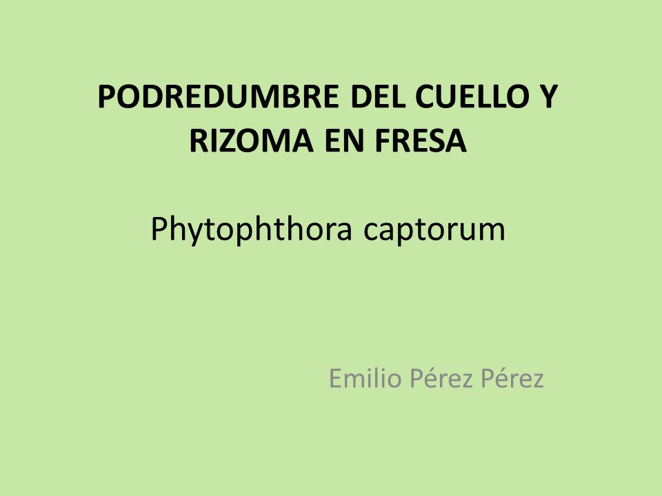 PODREDUMBRE DEL CUELLO Y RIZOMA EN FRESA Phytophthora captorum