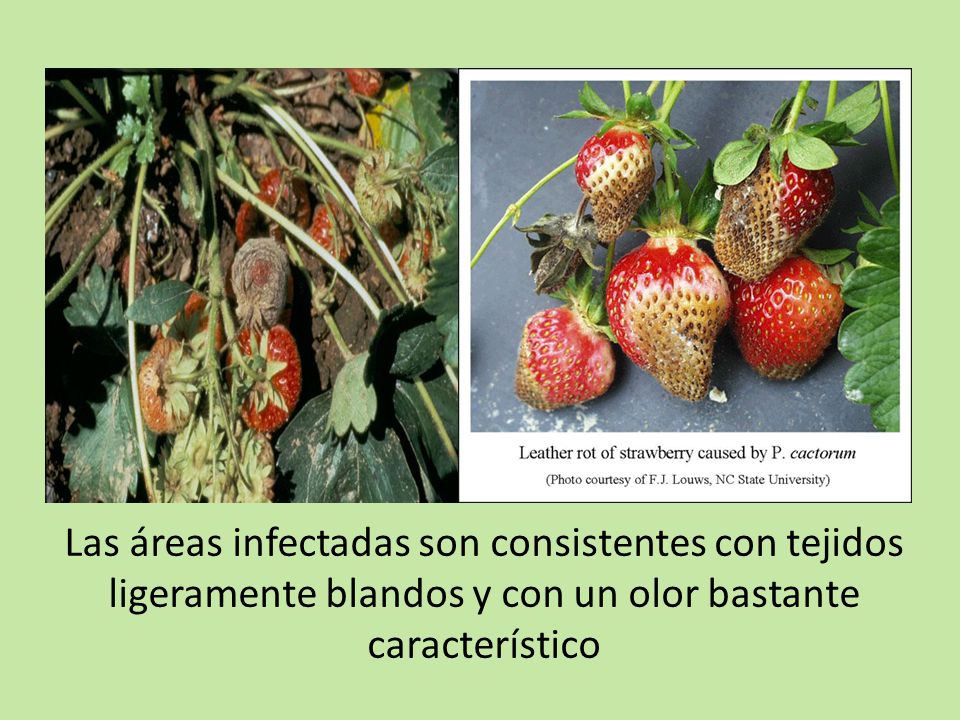 Las áreas infectadas son consistentes con tejidos ligeramente blandos y con un olor bastante característico
