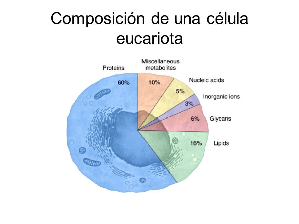 Composición de una célula eucariota