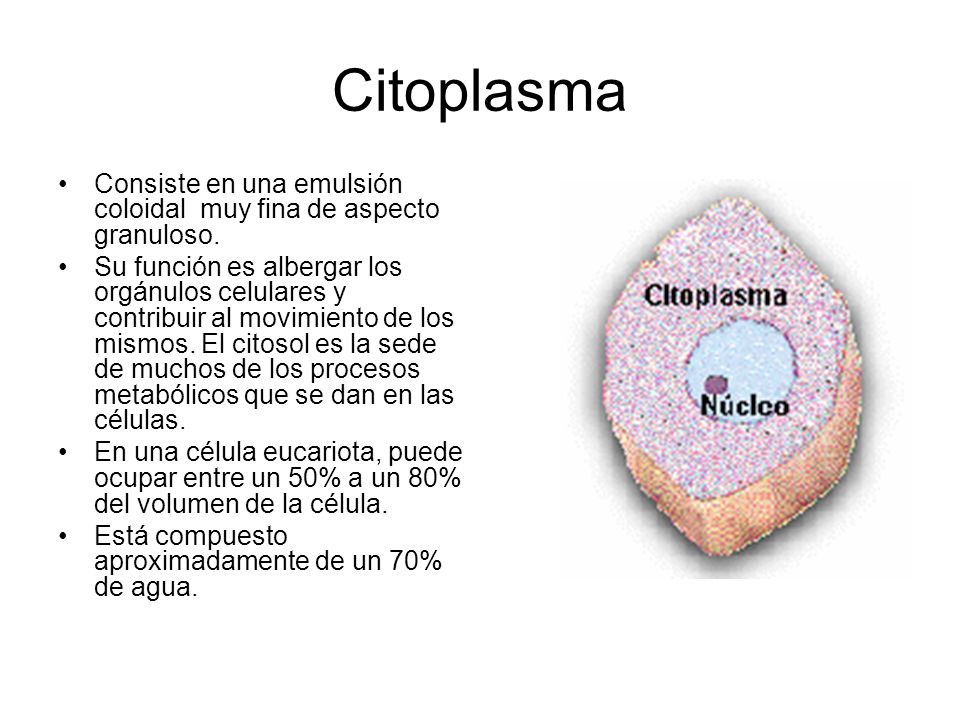 Citoplasma Consiste en una emulsión coloidal muy fina de aspecto granuloso.