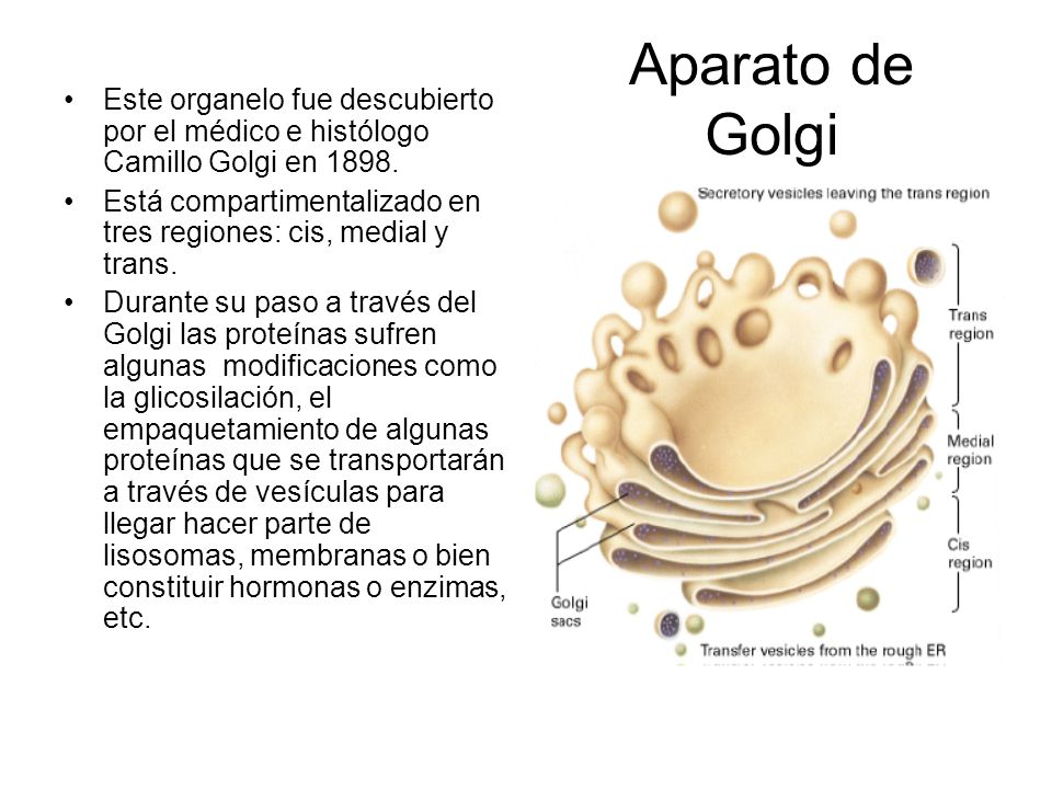 Aparato de Golgi Este organelo fue descubierto por el médico e histólogo Camillo Golgi en