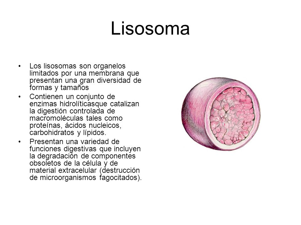 Lisosoma Los lisosomas son organelos limitados por una membrana que presentan una gran diversidad de formas y tamaños.