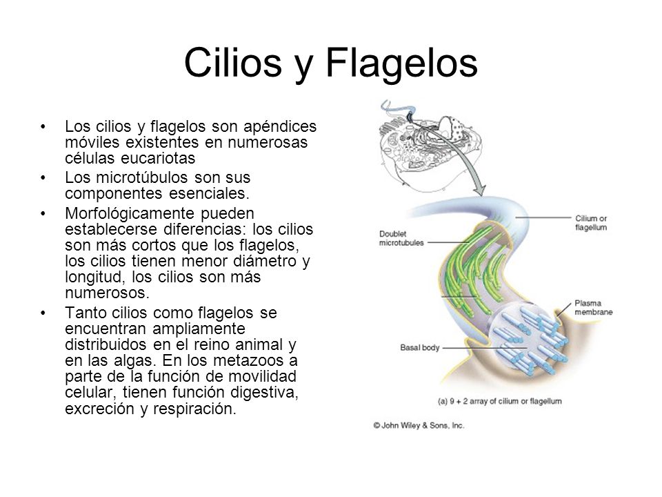 Cilios y Flagelos Los cilios y flagelos son apéndices móviles existentes en numerosas células eucariotas.