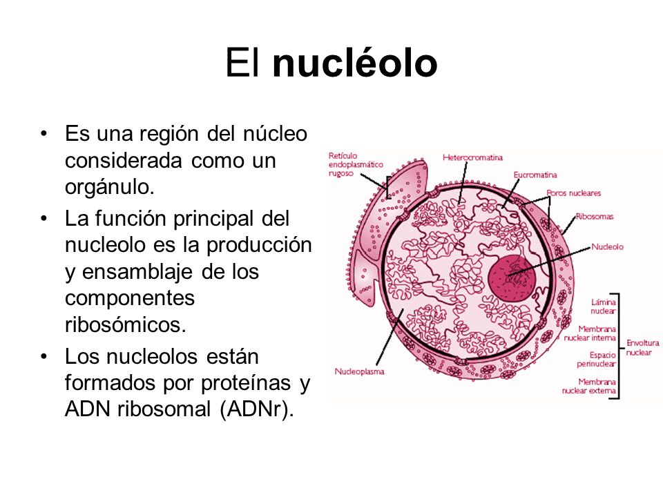 El nucléolo Es una región del núcleo considerada como un orgánulo.