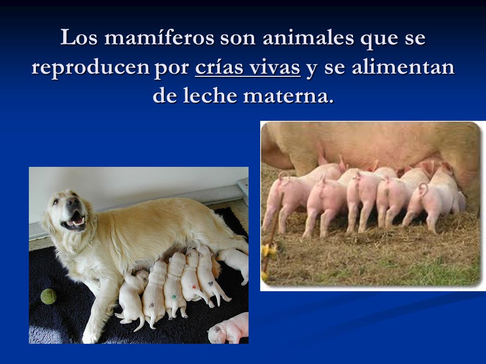 Los mamíferos son animales que se reproducen por crías vivas y se alimentan de leche materna.