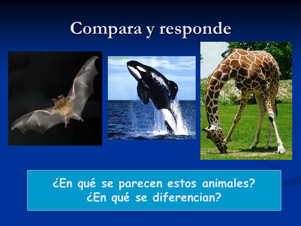¿En qué se parecen estos animales