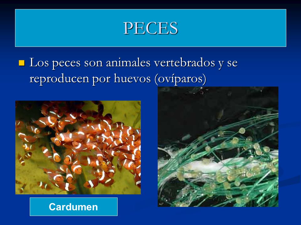PECES Los peces son animales vertebrados y se reproducen por huevos (ovíparos) Cardumen