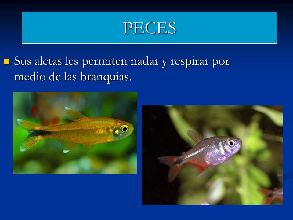 PECES Sus aletas les permiten nadar y respirar por medio de las branquias.
