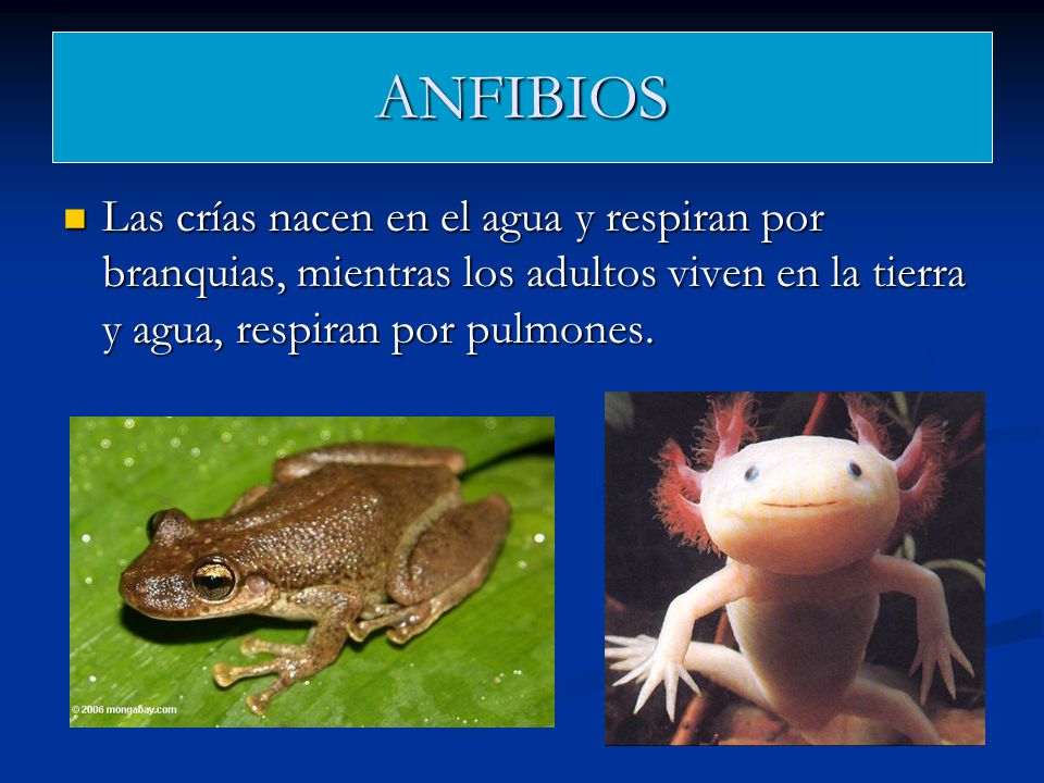 ANFIBIOS Las crías nacen en el agua y respiran por branquias, mientras los adultos viven en la tierra y agua, respiran por pulmones.