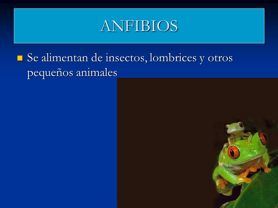 ANFIBIOS Se alimentan de insectos, lombrices y otros pequeños animales
