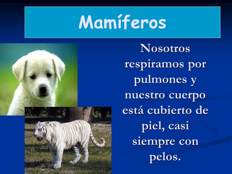Mamíferos Nosotros respiramos por pulmones y nuestro cuerpo está cubierto de piel, casi siempre con pelos.