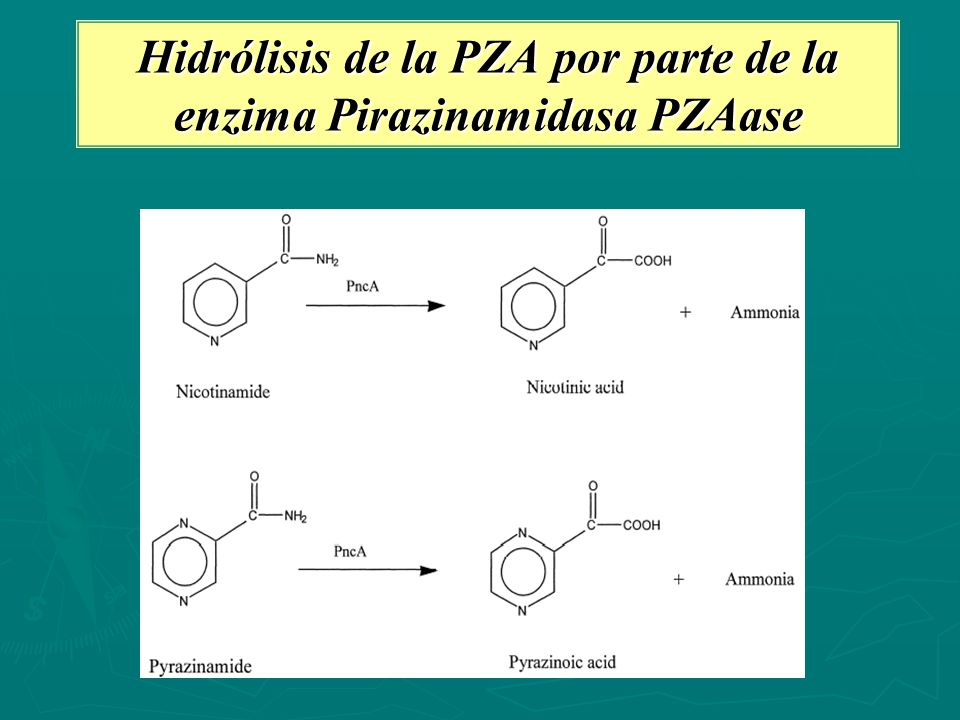 Hidrólisis de la PZA por parte de la enzima Pirazinamidasa PZAase