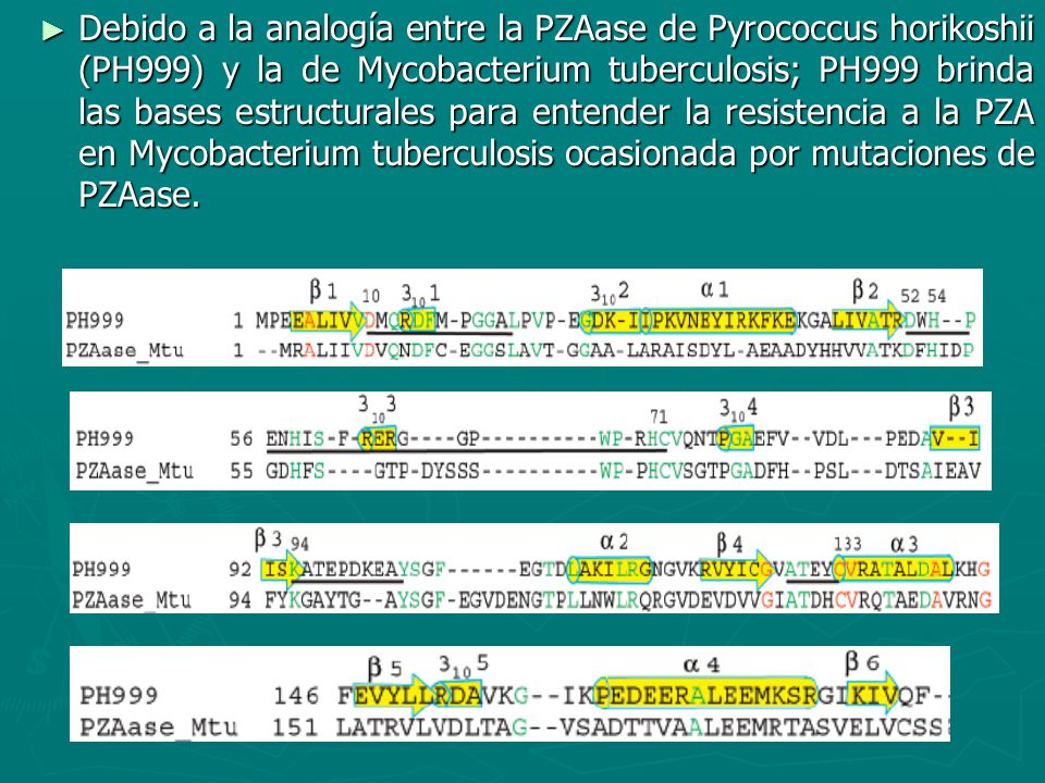 Debido a la analogía entre la PZAase de Pyrococcus horikoshii (PH999) y la de Mycobacterium tuberculosis; PH999 brinda las bases estructurales para entender la resistencia a la PZA en Mycobacterium tuberculosis ocasionada por mutaciones de PZAase.