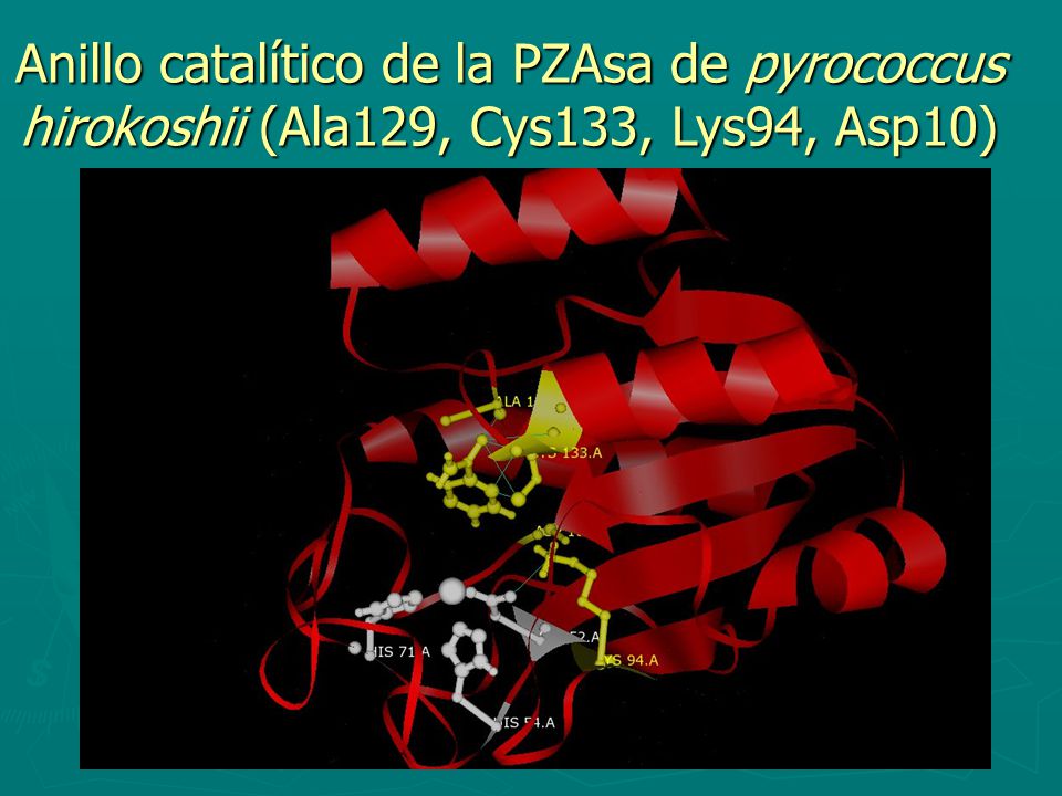 Anillo catalítico de la PZAsa de pyrococcus hirokoshii (Ala129, Cys133, Lys94, Asp10)