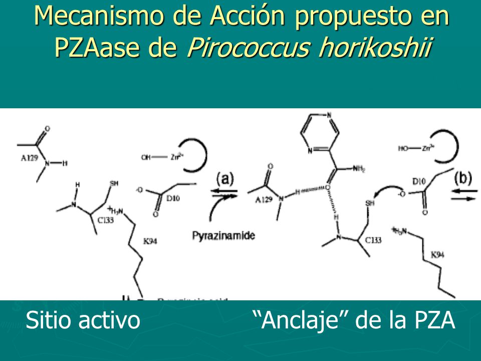 Mecanismo de Acción propuesto en PZAase de Pirococcus horikoshii