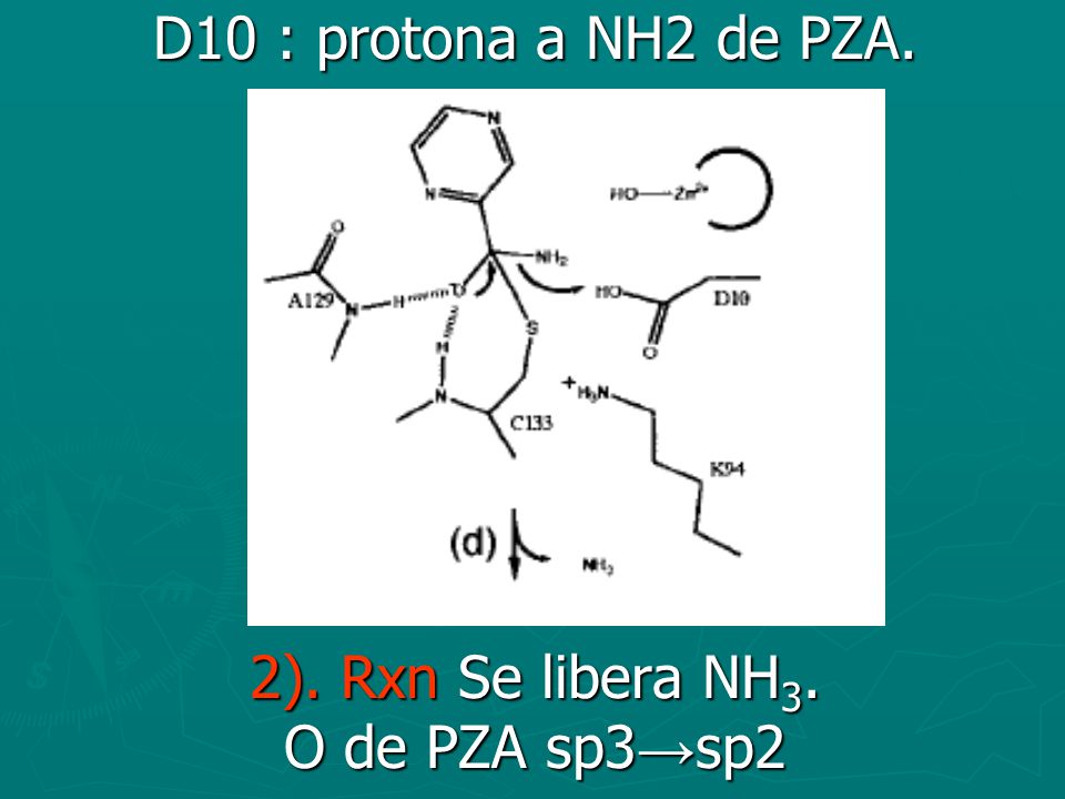 D10 : protona a NH2 de PZA. 2). Rxn Se libera NH3. O de PZA sp3→sp2