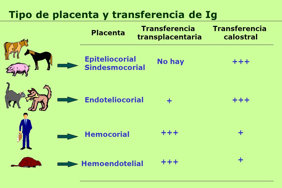 Tipo de placenta y transferencia de Ig