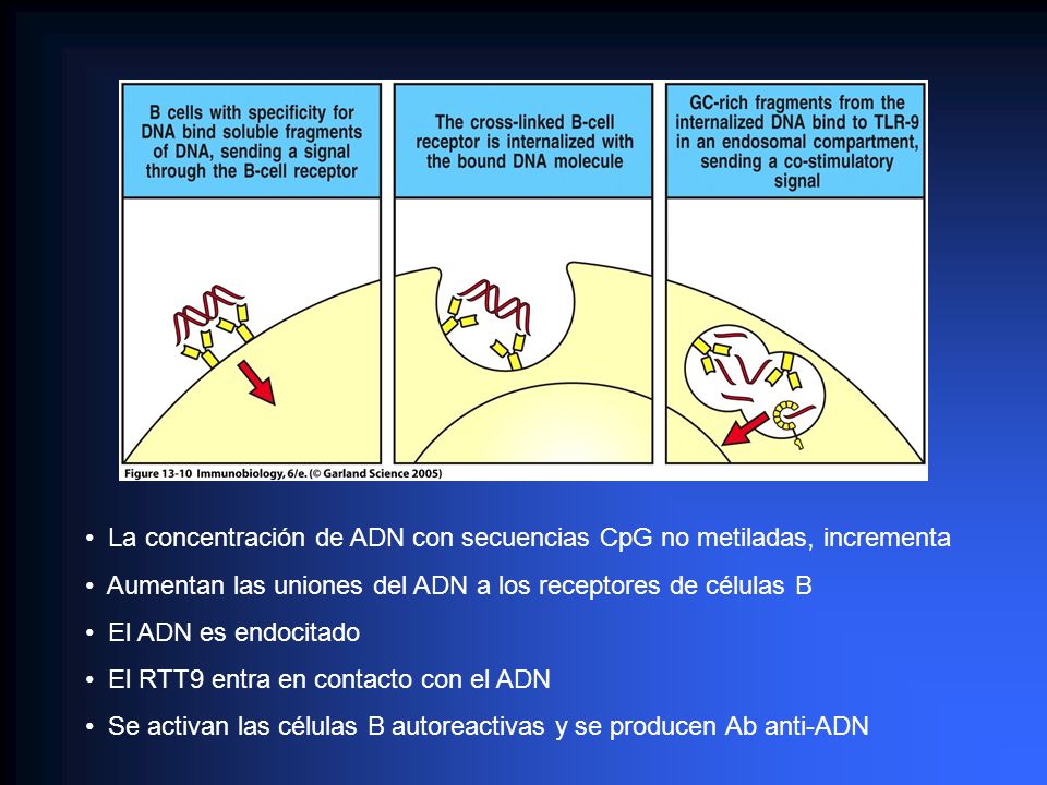 La concentración de ADN con secuencias CpG no metiladas, incrementa