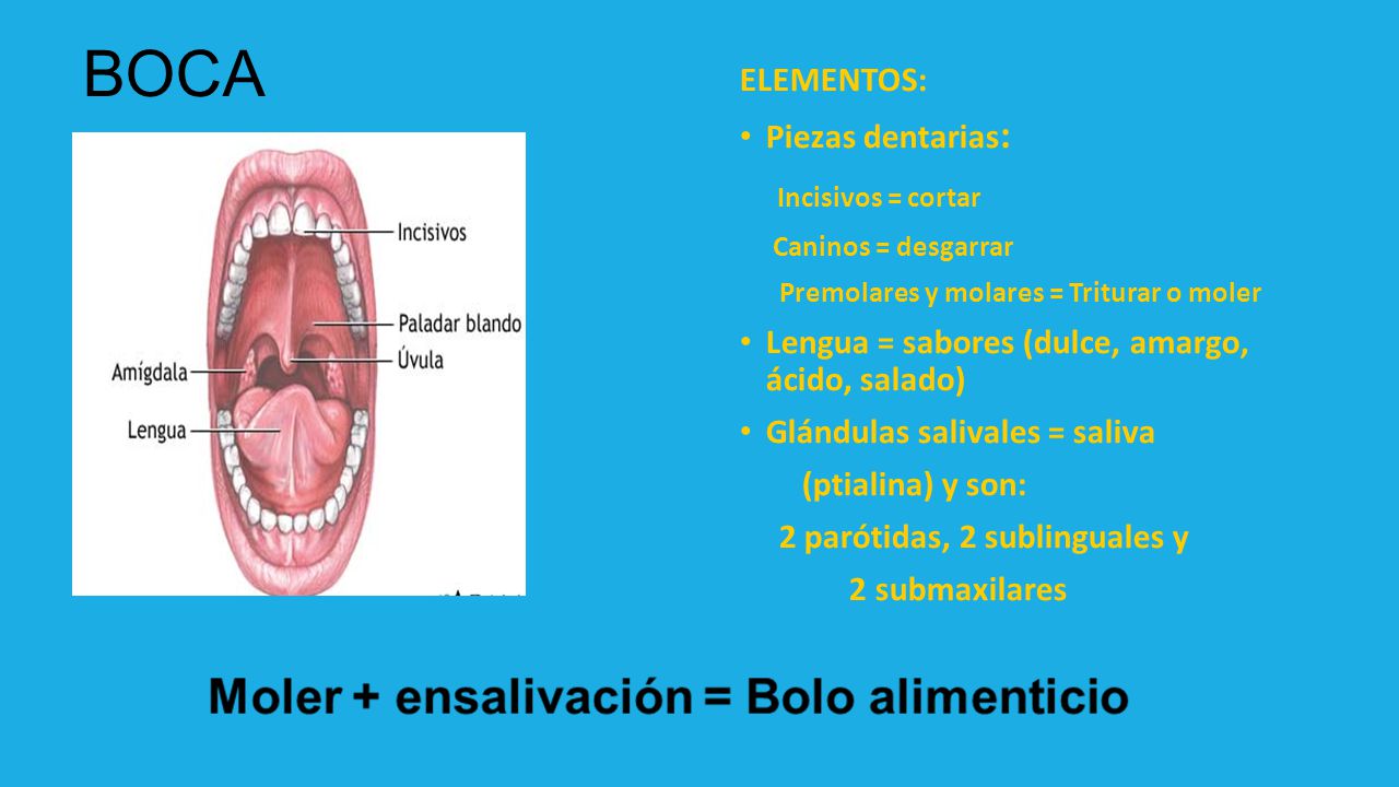 BOCA Incisivos = cortar ELEMENTOS: Piezas dentarias: