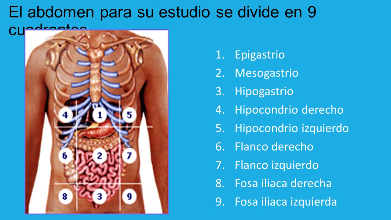 El abdomen para su estudio se divide en 9 cuadrantes.