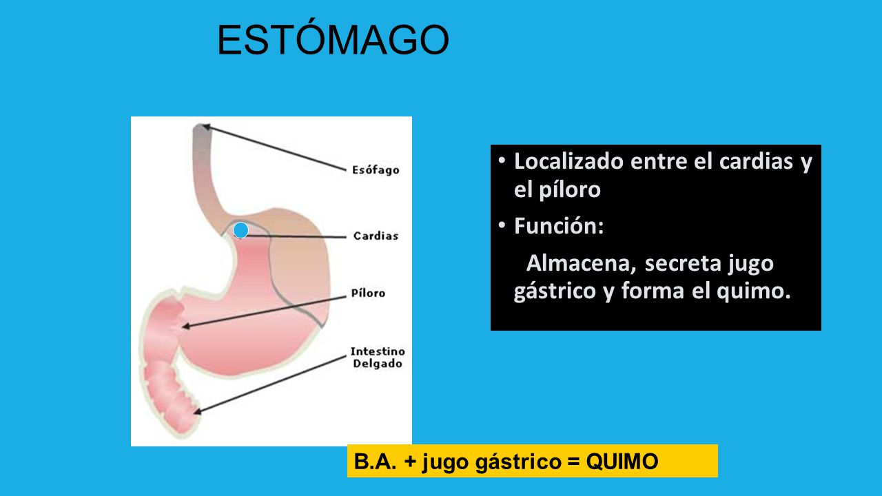 ESTÓMAGO Localizado entre el cardias y el píloro Función: