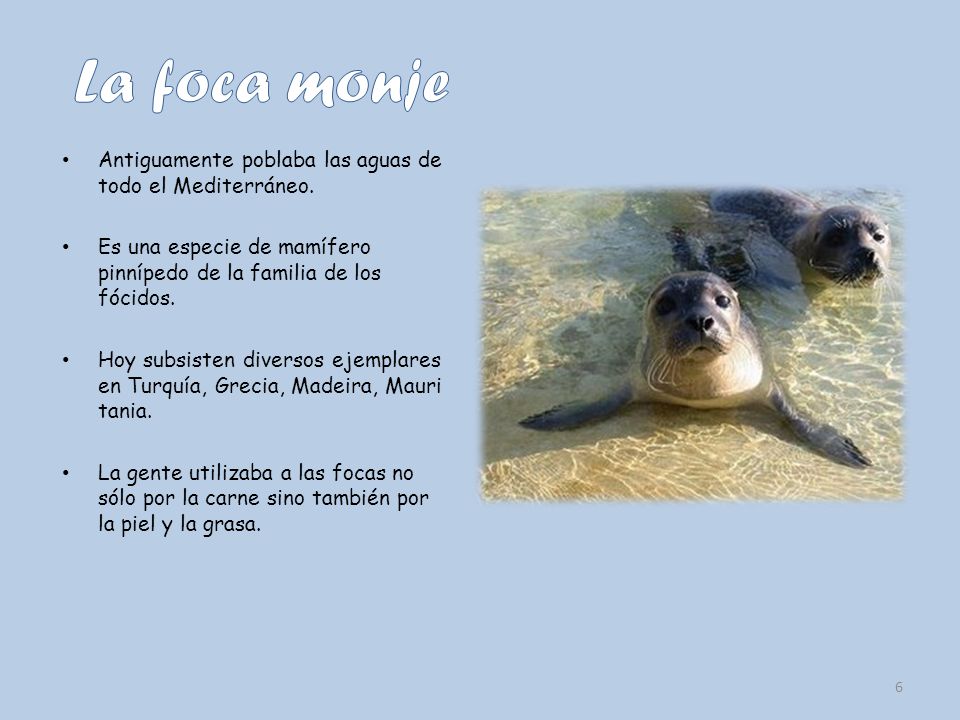 La foca monje Antiguamente poblaba las aguas de todo el Mediterráneo.