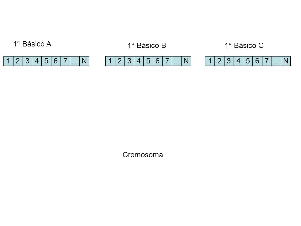 1° Básico A 1° Básico B 1° Básico C … N … N … N Cromosoma
