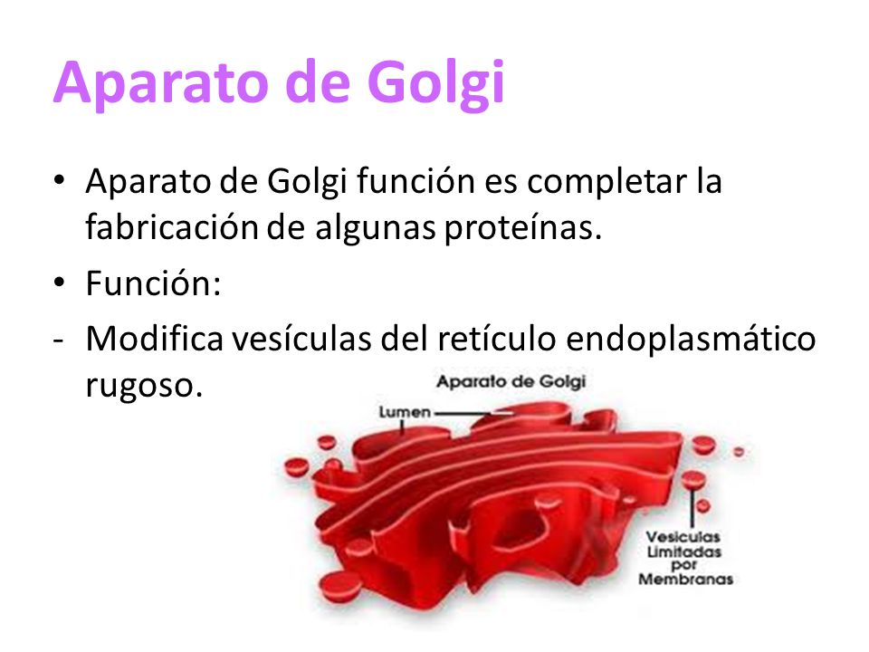 Aparato de Golgi Aparato de Golgi función es completar la fabricación de algunas proteínas. Función:
