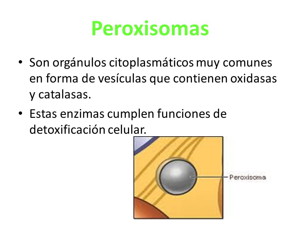 Peroxisomas Son orgánulos citoplasmáticos muy comunes en forma de vesículas que contienen oxidasas y catalasas.