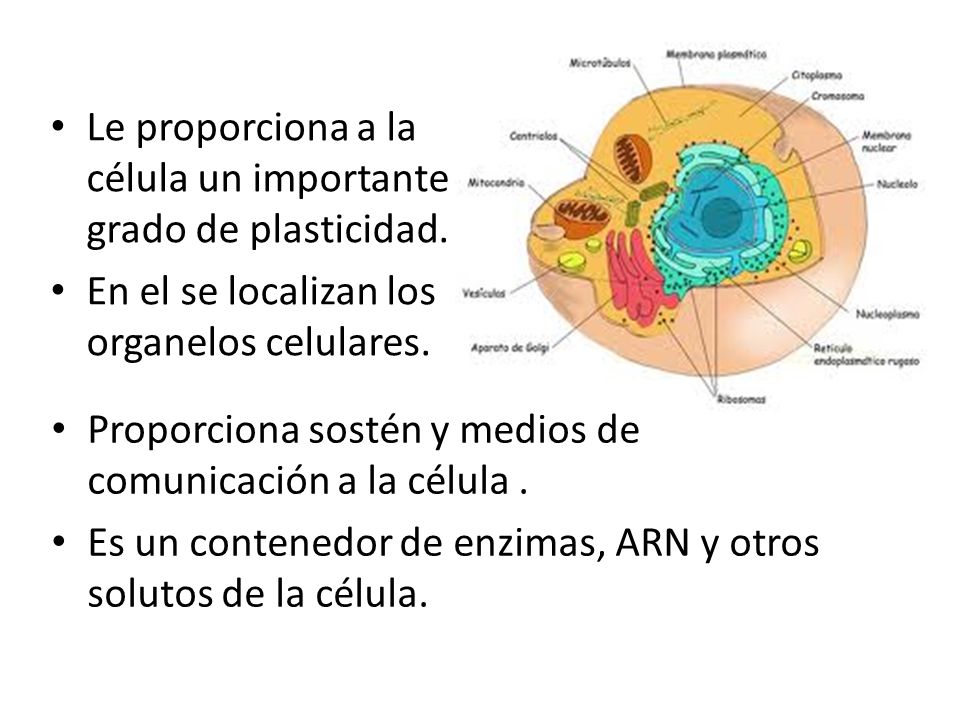 Le proporciona a la célula un importante grado de plasticidad.