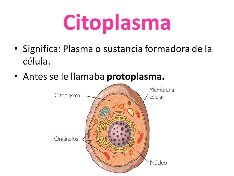 Citoplasma Significa: Plasma o sustancia formadora de la célula.