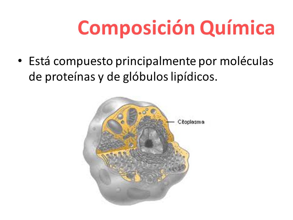 Composición Química Está compuesto principalmente por moléculas de proteínas y de glóbulos lipídicos.