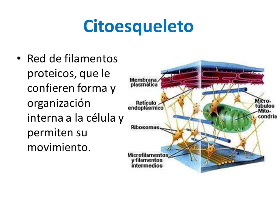 Citoesqueleto Red de filamentos proteicos, que le confieren forma y organización interna a la célula y permiten su movimiento.