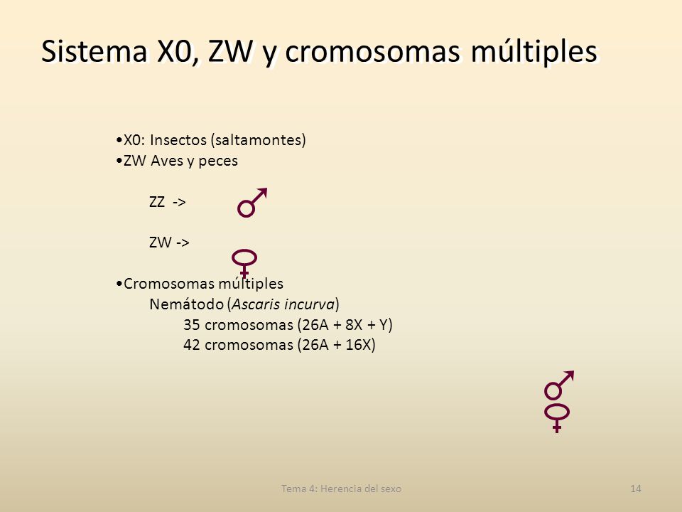Tema 4: Herencia del sexo