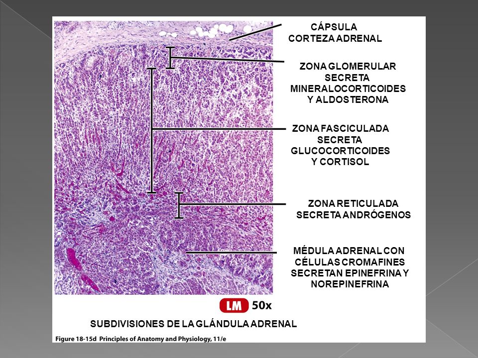 SUBDIVISIONES DE LA GLÁNDULA ADRENAL