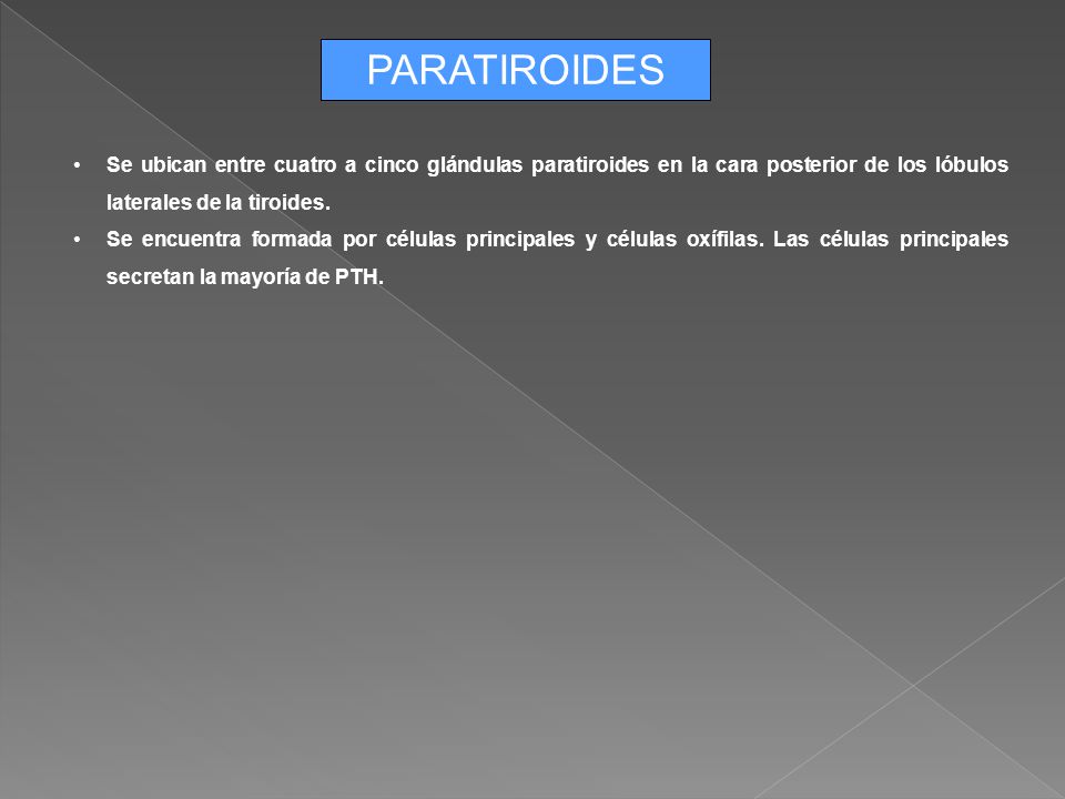 PARATIROIDES Se ubican entre cuatro a cinco glándulas paratiroides en la cara posterior de los lóbulos laterales de la tiroides.