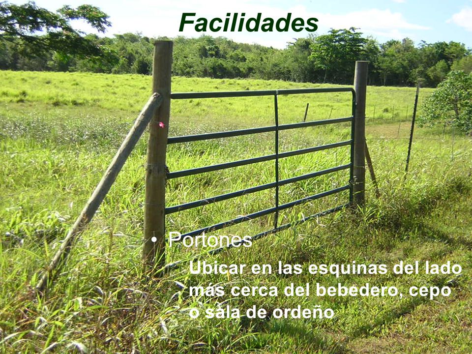 Facilidades Portones Ubicar en las esquinas del lado más cerca del bebedero, cepo o sala de ordeño