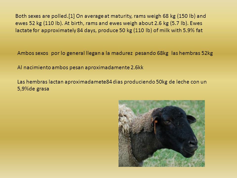 Both sexes are polled.[1] On average at maturity, rams weigh 68 kg (150 lb) and ewes 52 kg (110 lb). At birth, rams and ewes weigh about 2.6 kg (5.7 lb). Ewes lactate for approximately 84 days, produce 50 kg (110 lb) of milk with 5.9% fat