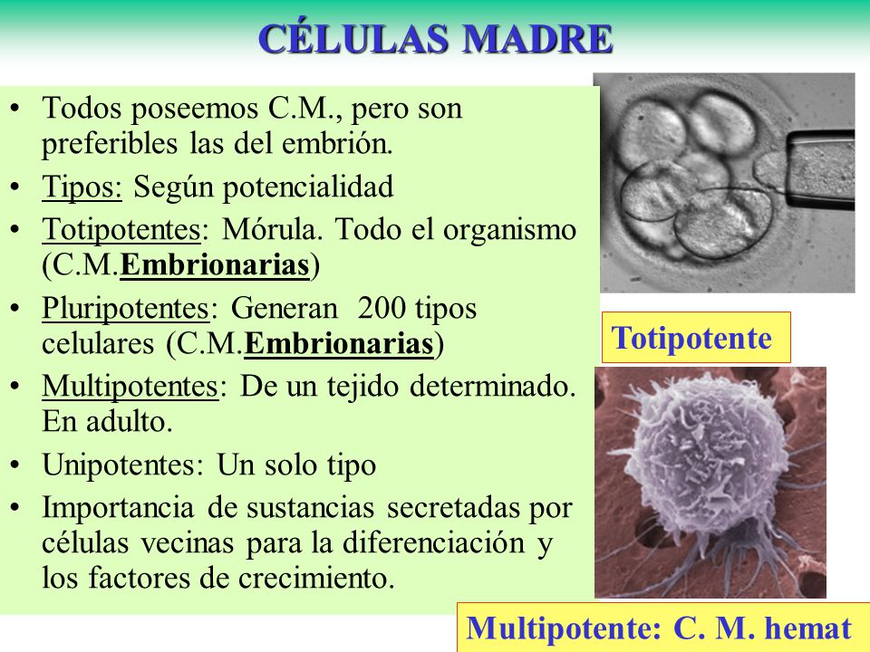 CÉLULAS MADRE Totipotente Multipotente: C. M. hemat