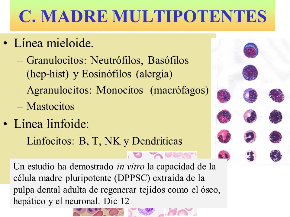 C. MADRE MULTIPOTENTES Línea mieloide. Línea linfoide:
